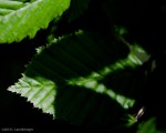 Lee's Leaf Light and Shadow