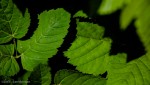 Lee's leaves with light and shadow line