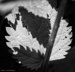 Leaves and shadows #5