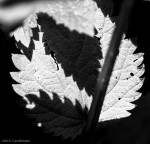 Leaves and Shadow #6