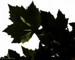 Leaf, Sun and Shadow - June 2013 - #1