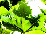 Leaf, Sun and Shadow - June 2013 - #2