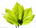 Leaf, Sun and Shadow - June 2013 - #3