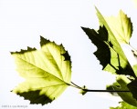 Leaf, Sun and Shadow - June 2013 - #5