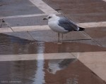 Pigeon at home in St. Mark's Square