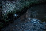 Heron and the River