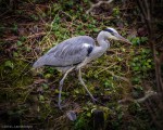 Heron on the riverbank