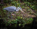 Heron "hunting" on the riverbank