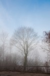 Tree, Fog and Blue Sky - Photo #2, Tübingen