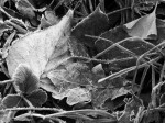 Frost - Variation with digital approximation of Ilford 800 B&W film