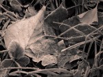 Frost - Variation with digital approximation of Kodak 400 B&W film with sepia gold tone