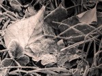 Frost - Variation with digital approximation of Kodak 400 B&W film with brighter sepia gold tone