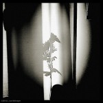 Shadow of a flower (B&W)