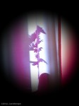 Shadow of a flower (specialized color effect)