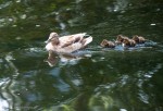 A mother and her ducklings