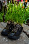 Planted Shoes, outisde a greenhouse near Reykjavik, Iceland