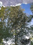 A tree rises near a pond, Weston Club, Marlton