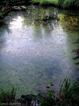 Scene in a pond, Marlton, NJ