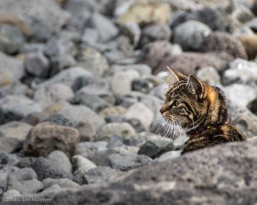 Cat on a rocky beach - version 2