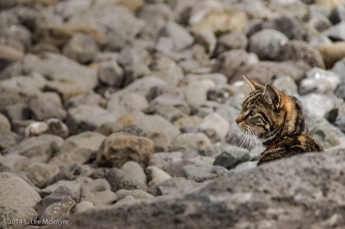 Cat on a rocky beach, Reykjavik, Iceland