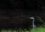 Heron at the Steinlach - Photo #3