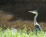 Heron at the Steinlach - Photo #1