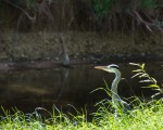 Heron at the Steinlach - Photo #2