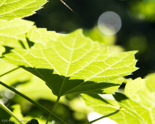 Leaf, shadow and ball