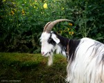 Moat Goat, Paris - Photo #2
