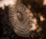 Web outside our window - Photo #4