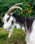 Moat Goat, Paris - Photo #3