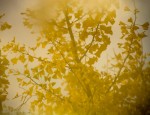 Autumn Yellow, Tübingen, November 2014