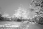 "Snow-Covered" Autumn Tree - Version #2