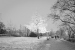 "Snow-Covered" Autumn Tree - Version #1
