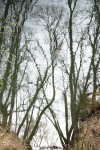 Branches in the water, Frankfurt